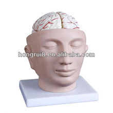 2013 HOT SALE head with cerebral artery head model